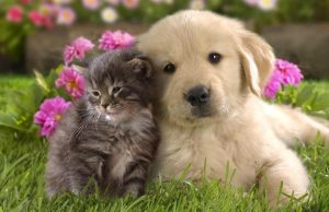 Two dates, two locations for annual Shelby County Rabies Vaccination Drive