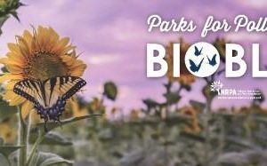 Explore nature during Wednesday project at IH Park