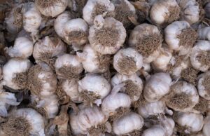 Edward Munday The Health Benefits of Garlic