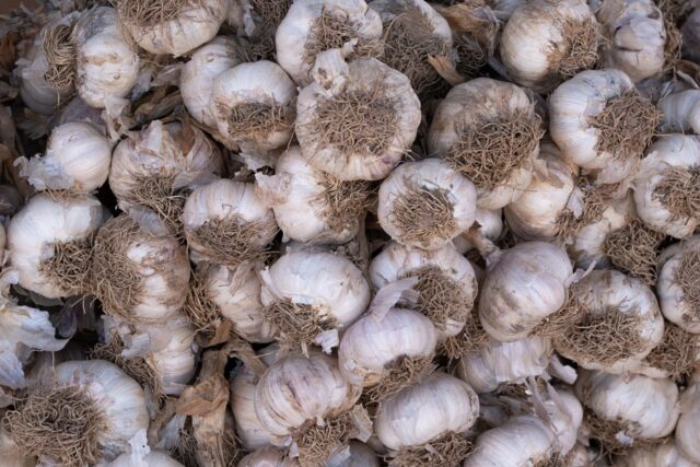 Edward Munday The Health Benefits of Garlic