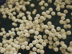 The Role of Affinity Purification in Enhancing Polyclonal Antibody Specificity