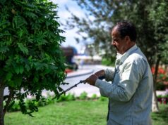 Healthy Trees, Safer Yards: What to Look for When Hiring a Tree Company Healthy Trees