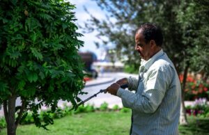 Healthy Trees