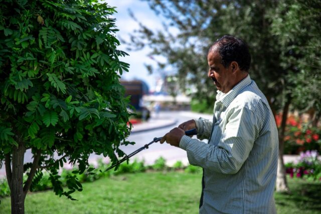 Healthy Trees