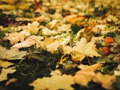 Lakeland Encourages Residents to Mulch Leaves for Healthier Lawns (Bagged Pickup Still Available)