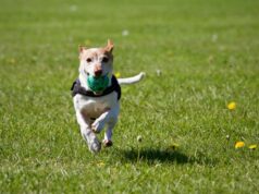 Traveling with Your Dog: Tips for a Safe and Enjoyable Trip