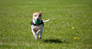 Traveling with Your Dog: Tips for a Safe and Enjoyable Trip