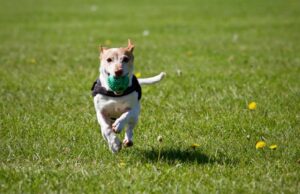 Traveling with Your Dog: Tips for a Safe and Enjoyable Trip