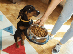 10 Reasons Open Farm and Acana Lead the Way in Healthy Dog Diets
