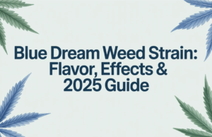 Blue Dream Weed Strain: A Sweet & Relaxing Experience You Can’t Miss!
