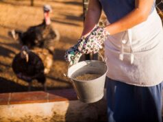 The Nutritional and Sustainability Value of Rendered Poultry Ingredients in Modern Feed The Nutritional and Sustainability Value of Rendered Poultry Ingredients in Modern Feed