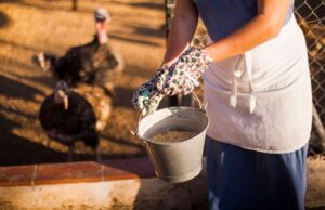 The Nutritional and Sustainability Value of Rendered Poultry Ingredients in Modern Feed