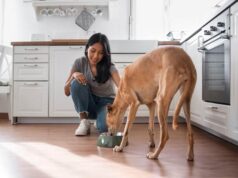 The Pride Dog Food on How to Fuel Working Dogs for Endurance, Strength, and Recovery The Pride Dog Food on How to Fuel Working Dogs for Endurance, Strength, and Recovery