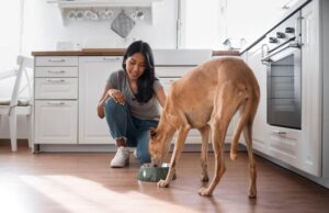The Pride Dog Food on How to Fuel Working Dogs for Endurance, Strength, and Recovery