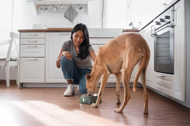 The Pride Dog Food on How to Fuel Working Dogs for Endurance, Strength, and Recovery The Pride Dog Food on How to Fuel Working Dogs for Endurance, Strength, and Recovery