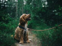 How Often Should You Groom Your Pet? A Simple Guide
