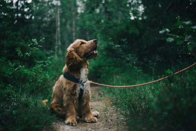 How Often Should You Groom Your Pet