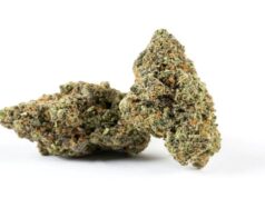 Exploring the Sweet Aroma and Potency of the Gusher Runtz Strain