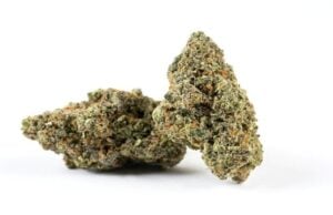 Exploring the Sweet Aroma and Potency of the Gusher Runtz Strain Exploring the Sweet Aroma and Potency of the Gusher Runtz Strain