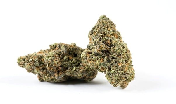 Exploring the Sweet Aroma and Potency of the Gusher Runtz Strain Exploring the Sweet Aroma and Potency of the Gusher Runtz Strain