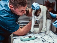 Dr. Cindy Maro on the Evolution of Integrative Veterinary Medicine in Modern Clinical Practice Dr. Cindy Maro on the Evolution of Integrative Veterinary Medicine in Modern Clinical Practice