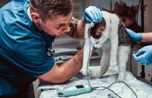 Dr. Cindy Maro on the Evolution of Integrative Veterinary Medicine in Modern Clinical Practice
