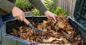 Composting Fall Leaves