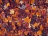 Fall Colors Peak in Tennessee