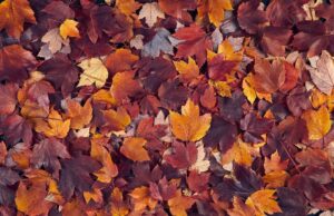 When Do Fall Colors Peak in Tennessee? A Guide to Planning an Autumn Day Trip Fall Colors Peak in Tennessee