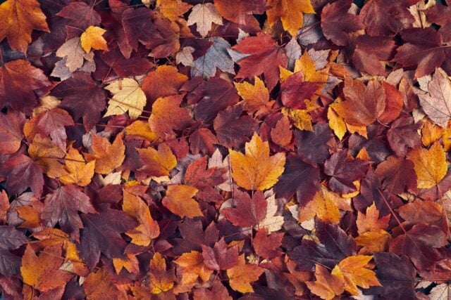 Fall Colors Peak in Tennessee