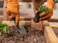 Guide for Lakeland and Shelby County Gardeners