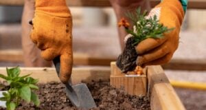 Guide for Lakeland and Shelby County Gardeners