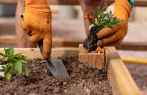 Guide for Lakeland and Shelby County Gardeners