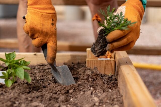 Guide for Lakeland and Shelby County Gardeners Guide for Lakeland and Shelby County Gardeners