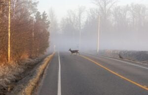 How Wildlife Behavior Changes in Tennessee During the Fall Tennessee During the Fall
