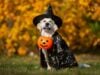 Halloween and Pets