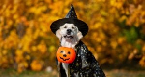 Halloween and Pets