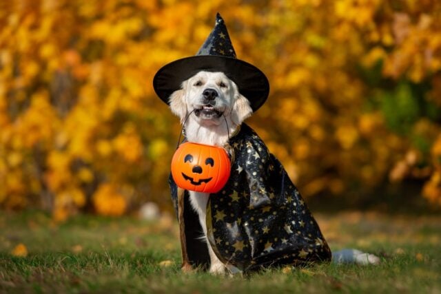 Halloween and Pets