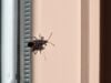 Insects in Tennessee