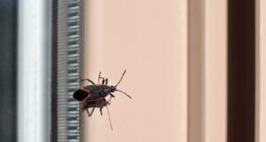Insects in Tennessee