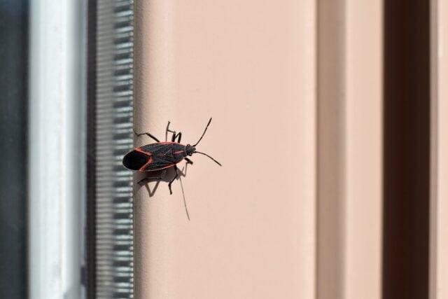 Insects in Tennessee