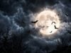 Why Black Cats, Bats, and Owls Became Symbols of Halloween Symbols of Halloween
